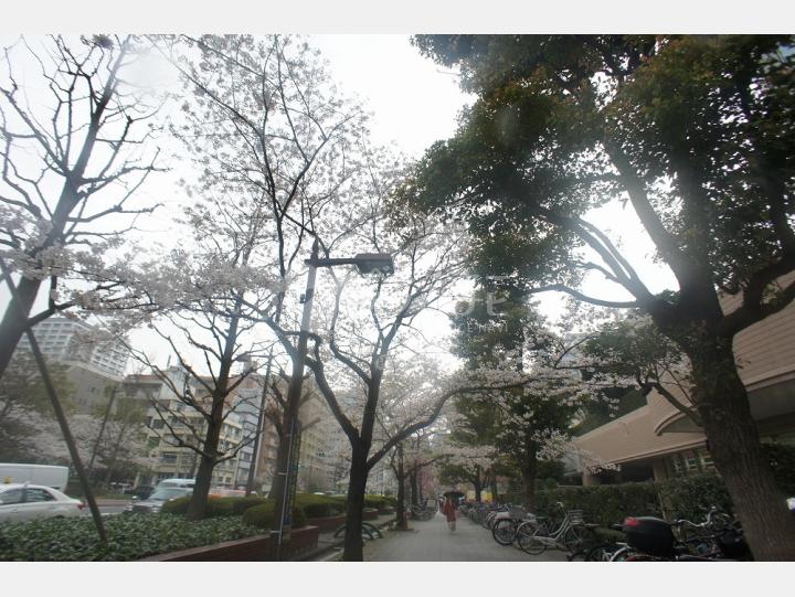 物件前通り【聖路加タワー】
